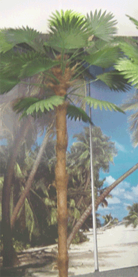 Palmboom